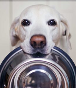 las mejores llantas para perros como elegir la opcion perfecta para tu mascota